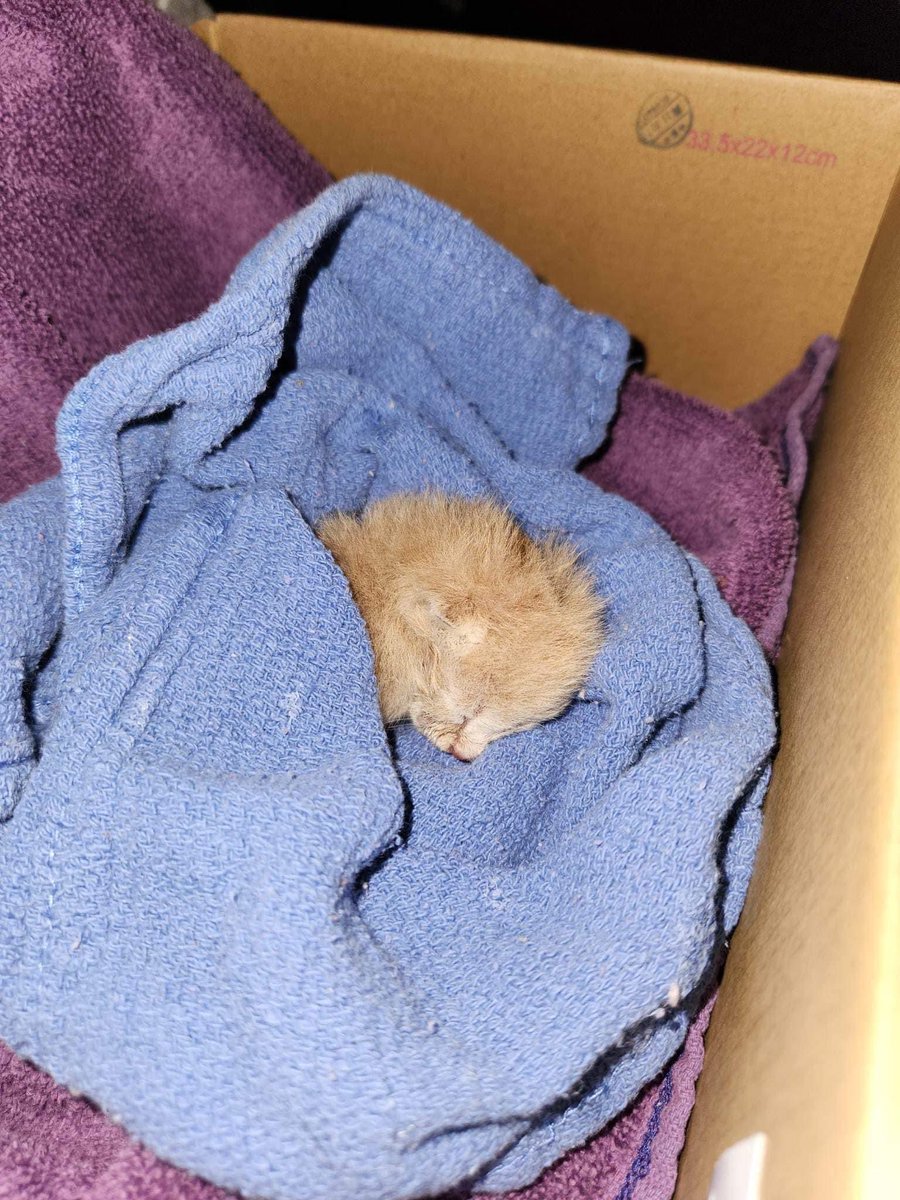 We have an update about Caden, the surviving kitten found dumped with mom and siblings in Dorr. 

He’d been doing well up until this weekend, when he stopped nursing from his surrogate mama. 🧵

#RescueKitten #Cats #Kitten #Rescue #RescueKitten #Tiny #WhiskersWednesday
