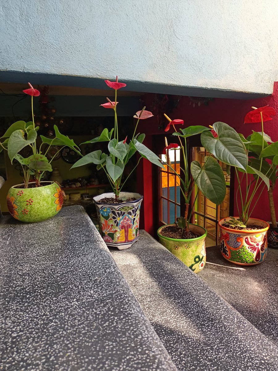 CarlosEn917Mix's tweet photo. Las plantas verdes transmiten paz y armonía, reducen el estrés y disminuyen las preocupaciones. En esta semana te invito a compartir tu area verde en casa y oficina usando #EsDeChavoRock como lo hace: #SandyMora #Ivee #RomeroJanet en el cuadro de honor! https://t.co/9Smm6HhKYi