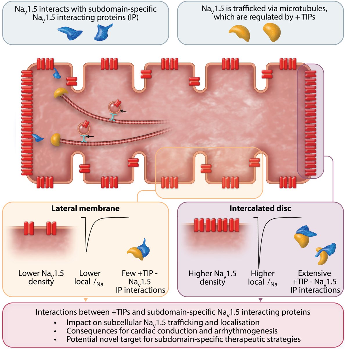 Finally! Our review which is now out in Cardiovascular Research! It’s about the regulation of the Cardiac Sodium Channel Nav1.5 by Microtubule Plus-End Tracking Proteins. It’s one of the products from my PhD I’m most proud of, so let me give you a short summary: 🧵(1/8)