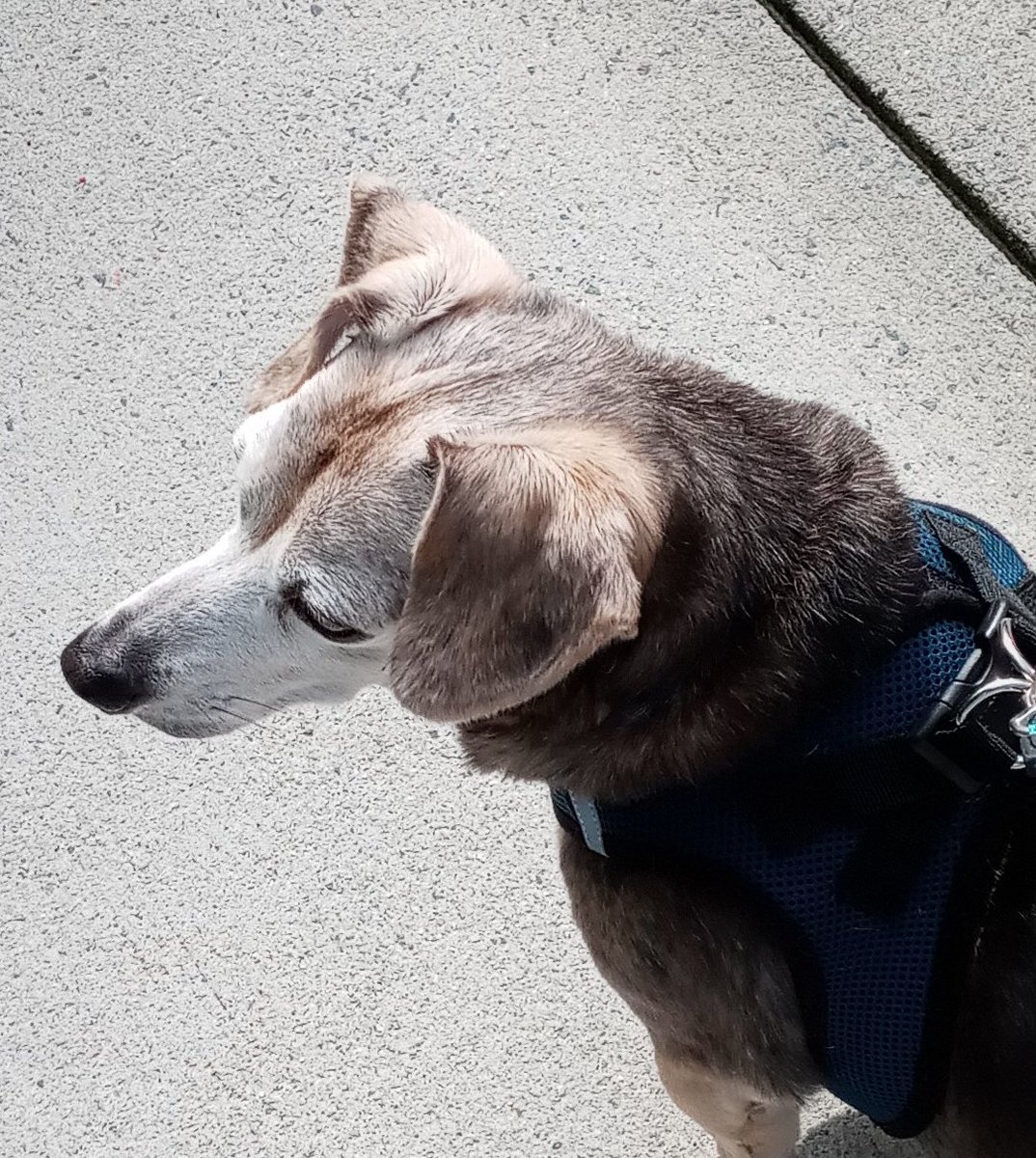 #WednesdayWalk #ZSHQ #dogsoftwitter After4 days of rains, I had a big job of sniff screaming for zombs. I see da spichus truck in da perimeter. I stares at it with my lazer eyes until it left. I spects it trying to bring zomb supplies. RAAAaaa!