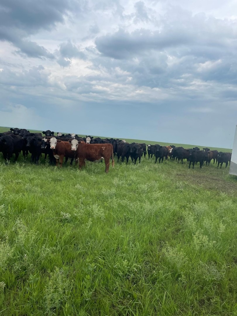 The cast has arrived for their first day of rehearsals for their premiere in the Symphony in the Flint Hills finale!  

Get your tickets to see how they do at tickets.symphonyintheflinthills.org/sop/sitfh-23/.

#flinthills #SFH2023 #bucketlist #kansas