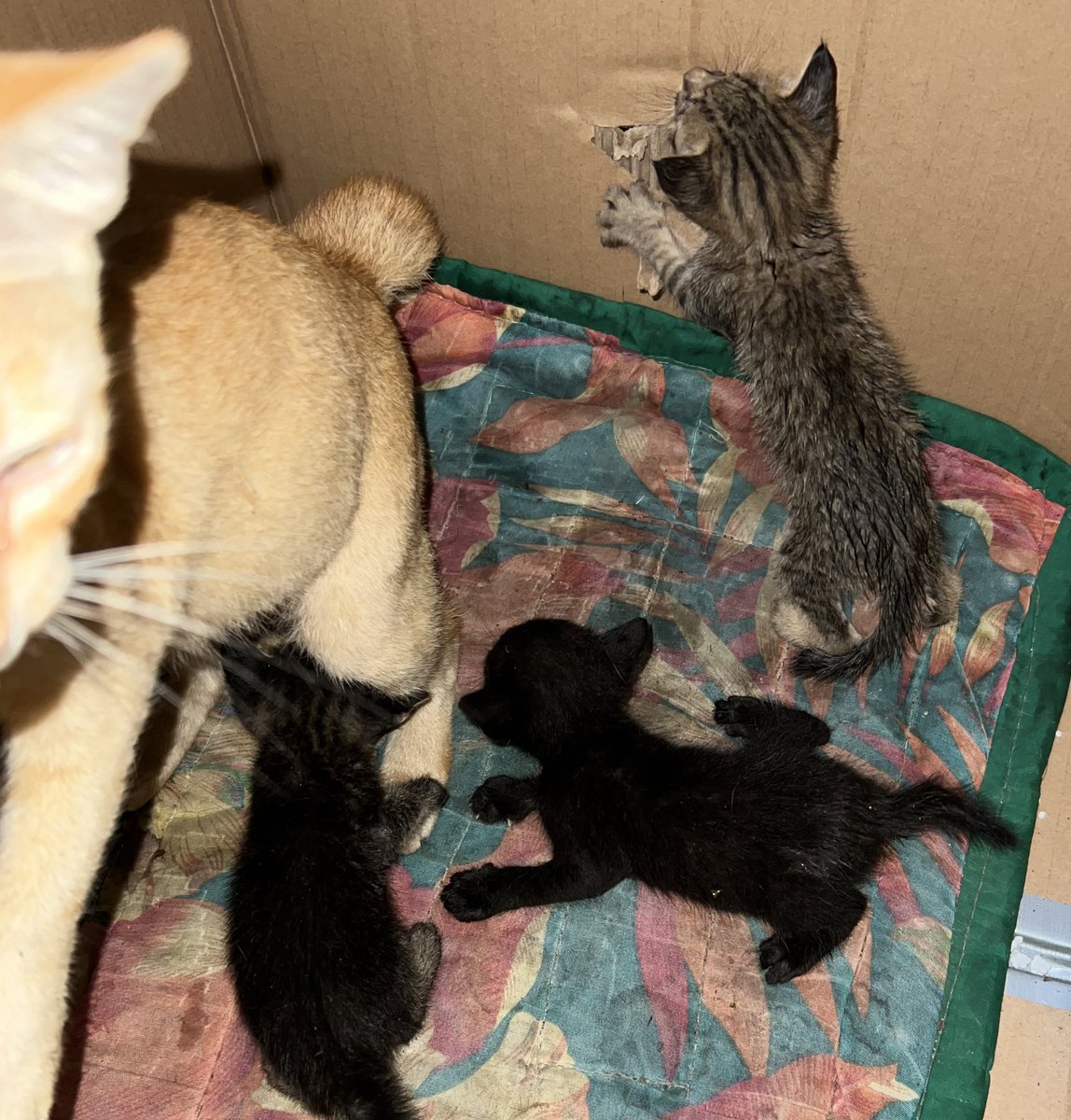 iamsuperjopet's tweet photo. Anyone wants to adopt a kitten?

We have 3 kittens up for adoption. We saw them abandoned at a vacant lot near our house, all wet and crying last week 😢 

We introduced them to the mother cat and her 1 kitten that we have been feeding.

Let’s find their future fur parents! https://t.co/QE2J4JUAX8