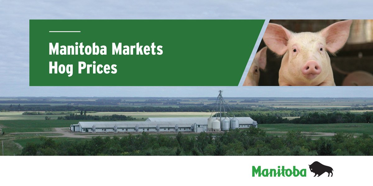 Visit bit.ly/2KLPTvg for the latest hog market prices in Manitoba.