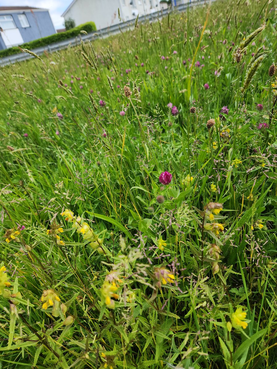 FreyaSykes's tweet photo. Just spent a lovely few hours in #Wildmill with the team from @ValleysToCoast who have put in these fantastic sleeper planters & are doing amazing wildflower planting around the estate.
🥰❤️
#MadamMayor #MayoralDuties https://t.co/3sMM5JMzbF