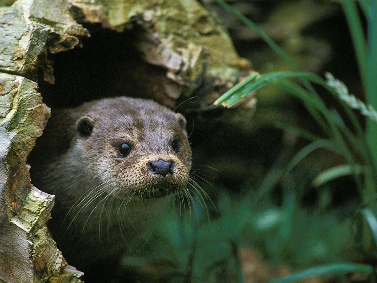 RibbleTrust's tweet photo. Happy #WorldOtterDay!
These mammals are found across the #RibbleCatchment, but this wasn't always the case as pollution, habitat loss, and persecution almost drove them to extinction.
If you see an otter log it on the @Mammal_Society Mammal Mapper- https://t.co/wKYPgEiV7z https://t.co/bzxcz2viPX