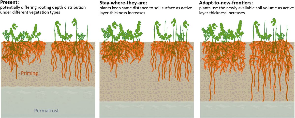 New Phytologist tweet media