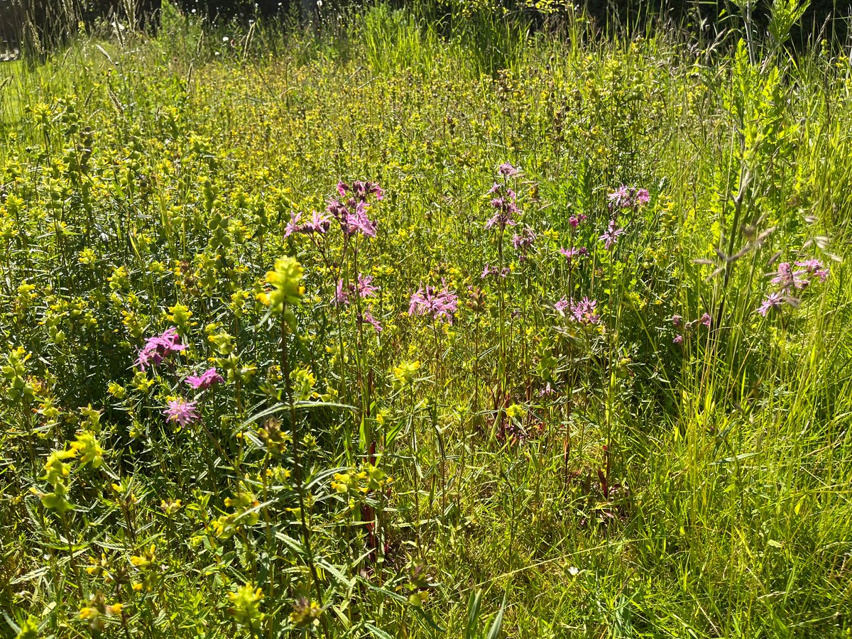 kjsomerset's tweet photo. @Shitlawns We’ve perhaps done a bit too well with the yellow rattle, but all geared up now for ‘let it bloom June’ and ‘knee high July’! https://t.co/nJ2wolt8S3