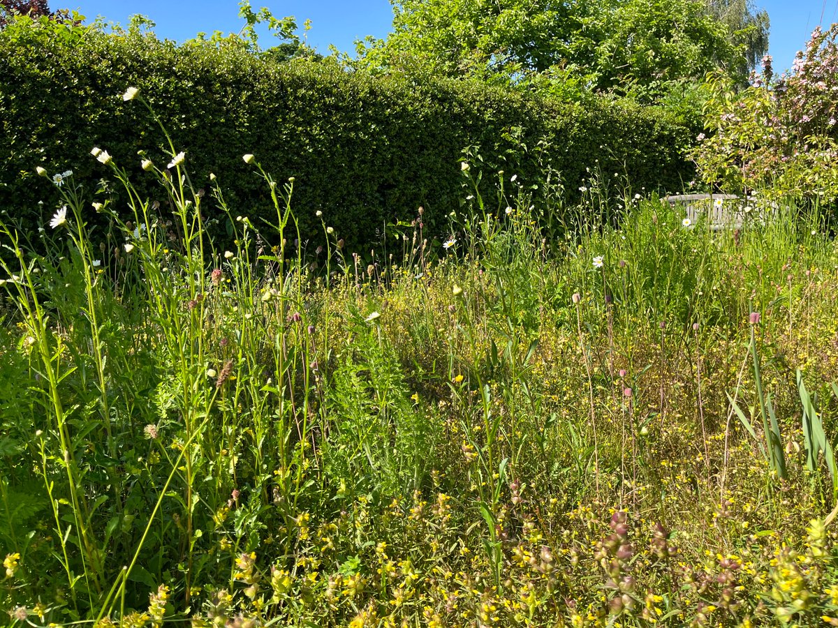 kjsomerset's tweet photo. @Shitlawns We’ve perhaps done a bit too well with the yellow rattle, but all geared up now for ‘let it bloom June’ and ‘knee high July’! https://t.co/nJ2wolt8S3