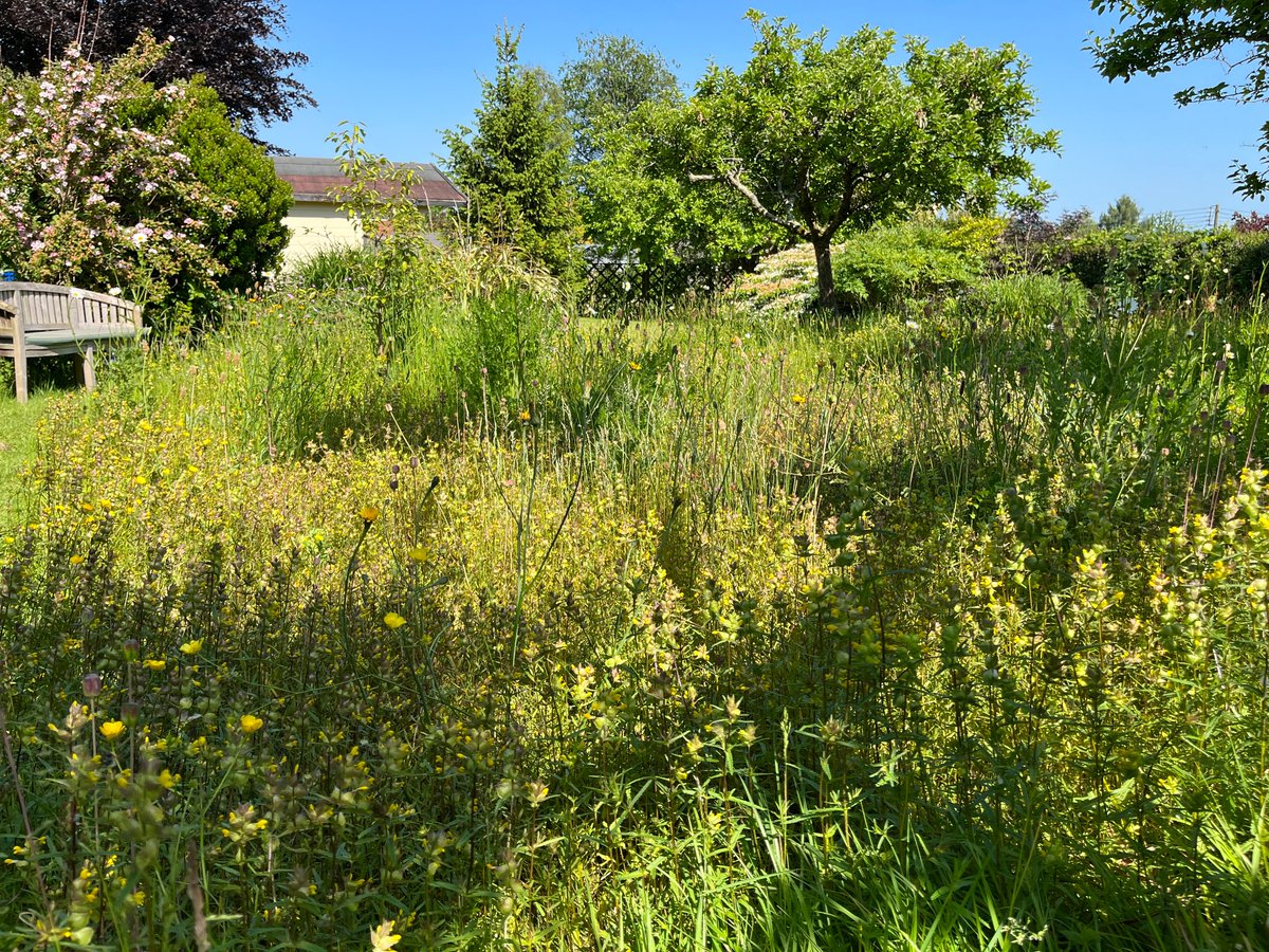 kjsomerset's tweet photo. @Shitlawns We’ve perhaps done a bit too well with the yellow rattle, but all geared up now for ‘let it bloom June’ and ‘knee high July’! https://t.co/nJ2wolt8S3