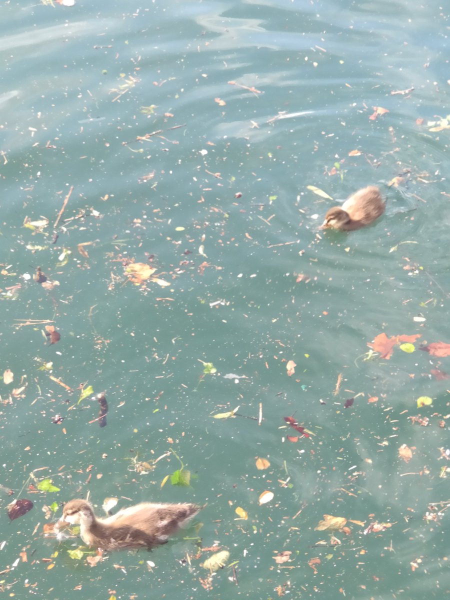 Aurora Maurizio tweet media