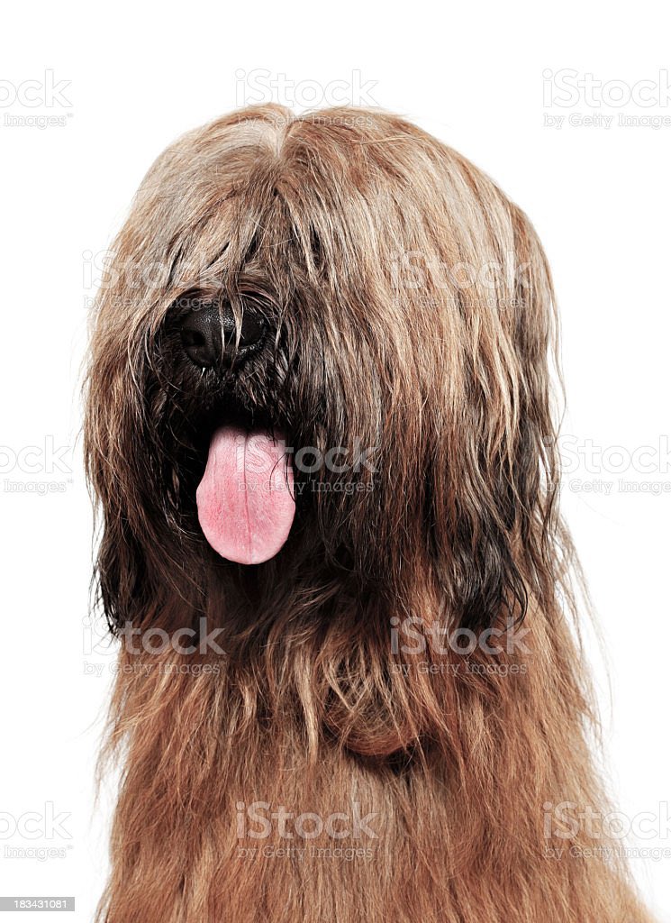 got told i look like a briard dog at work today (i’m being put down)