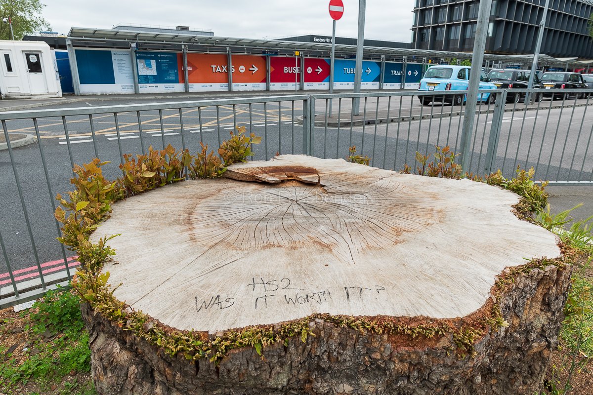 TheWeeklyBull's tweet photo. 📸Euston Road, London, 31st May 2023. The stumps of two mature London plane trees felled to make way for a taxi rank near the #HS2 Euston terminal (that may never be built) showing signs of life - defiance?!! - today. #StopHS2 https://t.co/wO7r1rxIl1