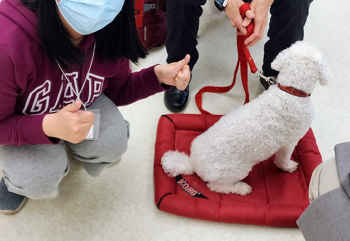 annykchoi's tweet image. Not only did @SJA_York #TherapyDogs bring smiles to our students, their gentle presence continues to help me overcome a lifelong fear of dogs. Wonderful to welcome therapy dogs back to our school throughout the month of May! #MentalHealth #StJohnsAmbulance #TherapyDog