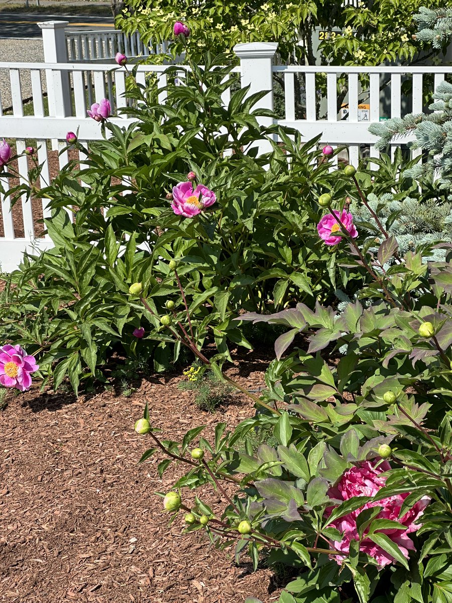 Peony season 😍 #frommygarden #FlowerPower #peony #capecod #GardeningTwitter #capecodlife #newengland #Massachusetts #coastalliving
