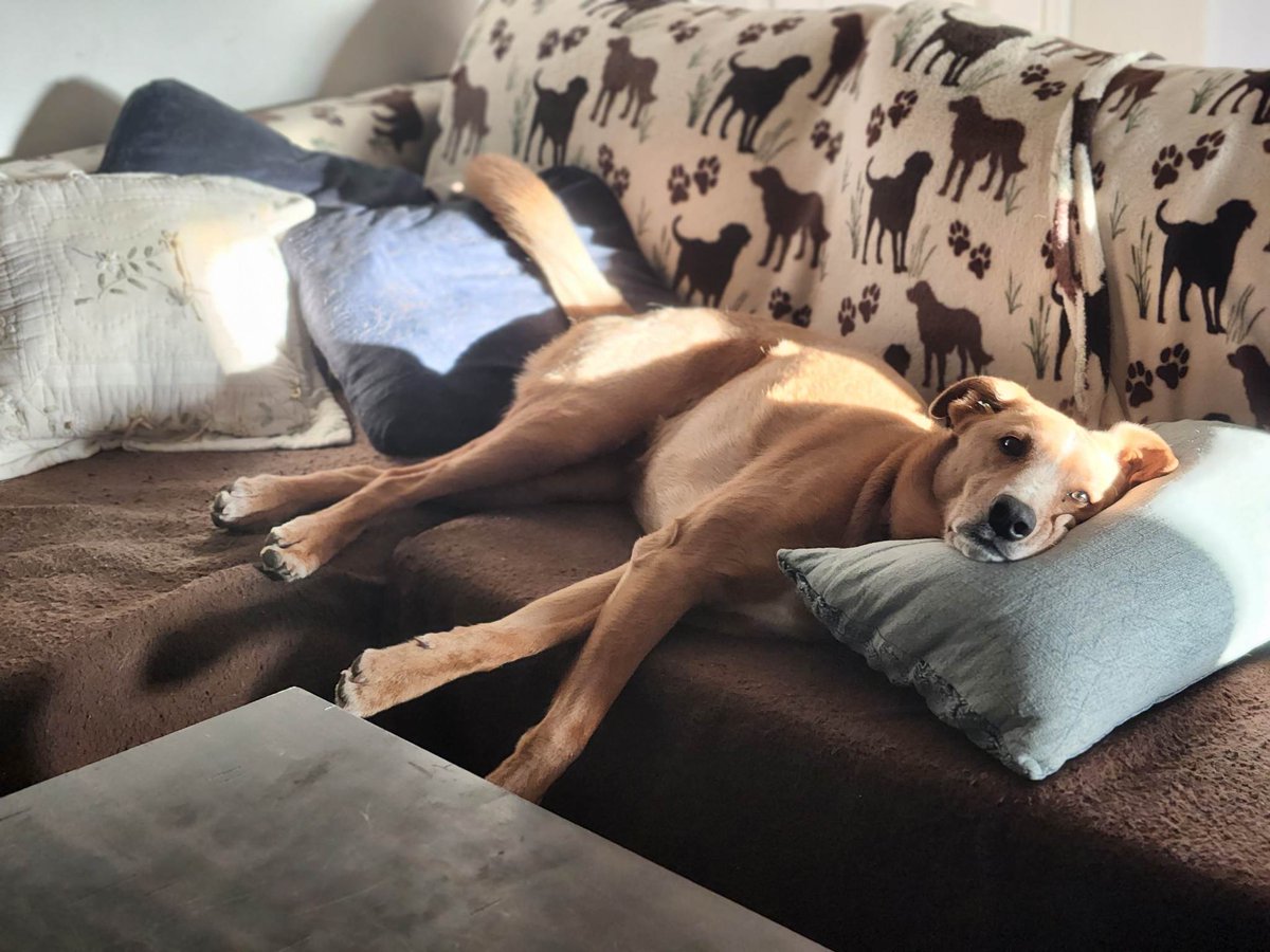 uvlove93's tweet photo. Lazy dog day https://t.co/0kwkWvmwy4
