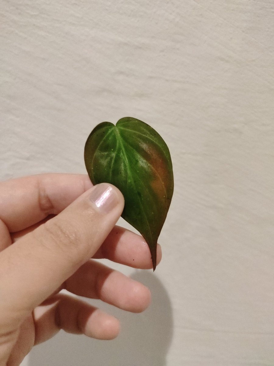 Racami 🌱 Purpurrauch tweet media