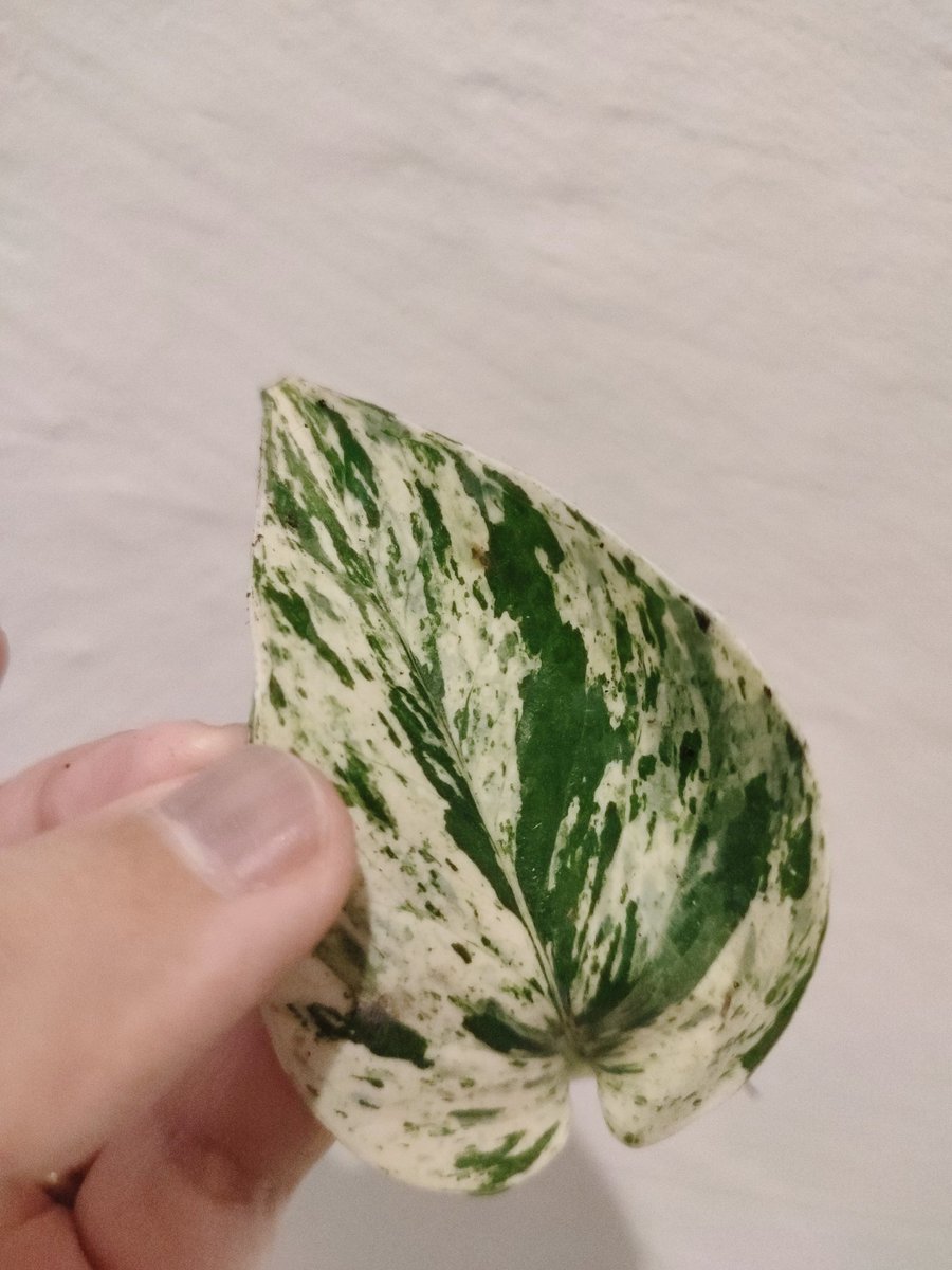 Racami 🌱 Purpurrauch tweet media