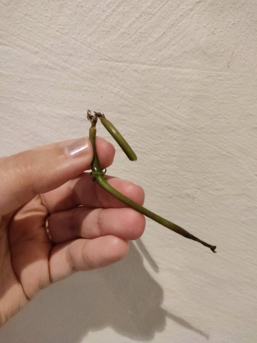 Racami 🌱 Purpurrauch tweet media