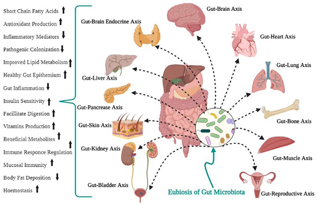 IberianCitizen's tweet photo. Microbiota intestinal humana en la salud y la enfermedad🧐

👈Disbiosis
👉Eubiosis

#dieta #microbiota #ECV #diabetes #cancer 
https://t.co/YboIbBvwB0 https://t.co/A7f51jk8Vj