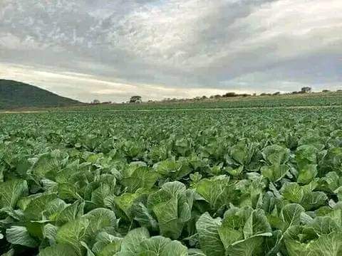 Lerato Pillay 🇿🇦💎🇿🇦 tweet media