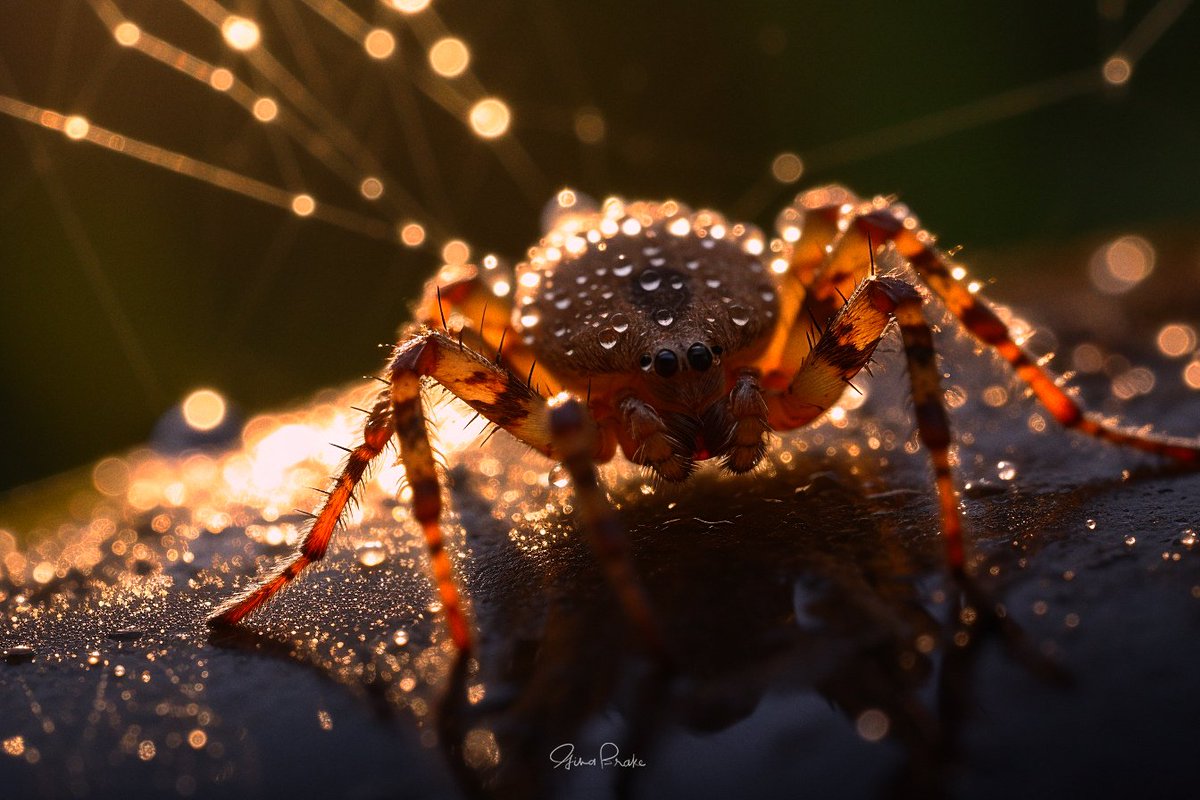 NYC_PH0T0's tweet image. Brown Orb Weaver 

#instabug #animalloversofinstagram #eye #spider #pest #event #wildlife #entomology #bugs #events #animalphotography #arthropod #insect #arachnid #invertebrate #buggingout #thatglow #pests #notapet #discoverwildlife