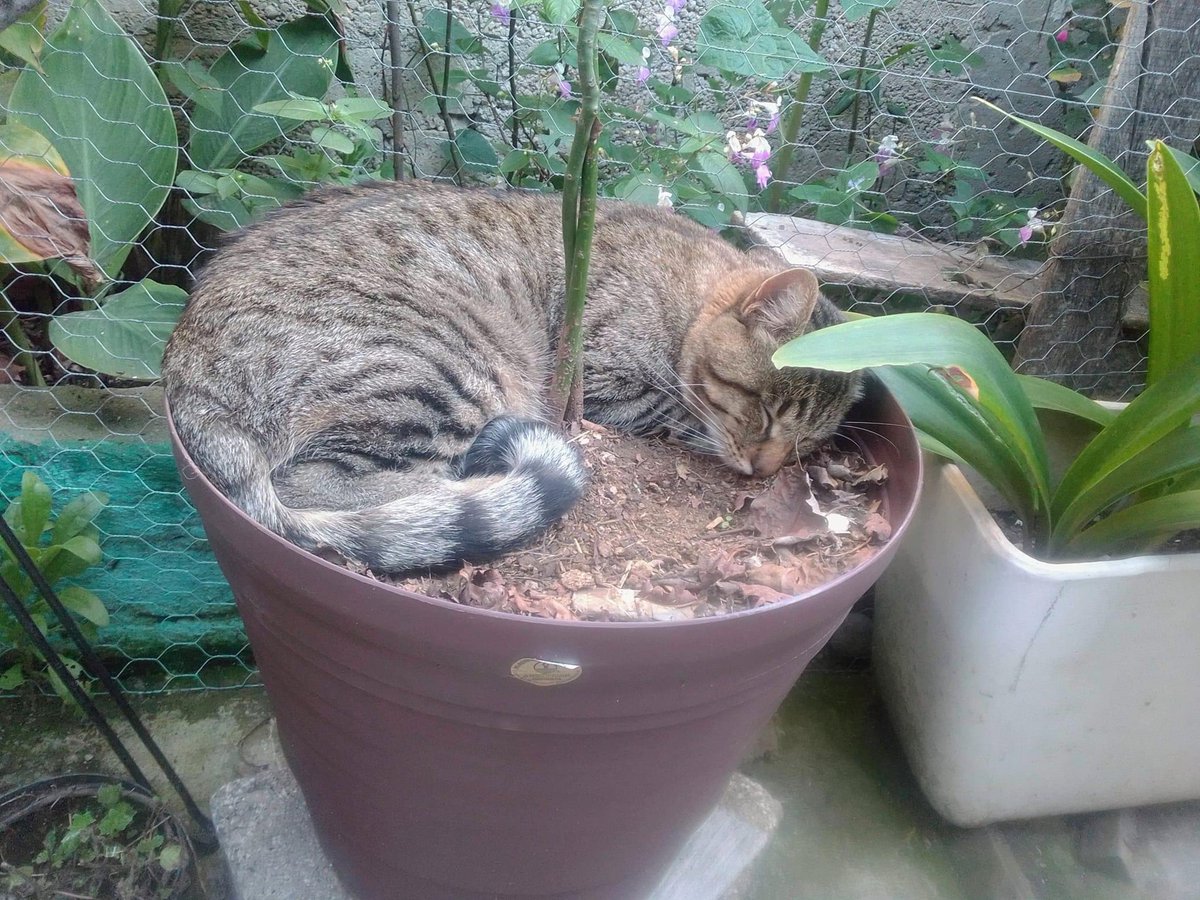 Lindo gatito