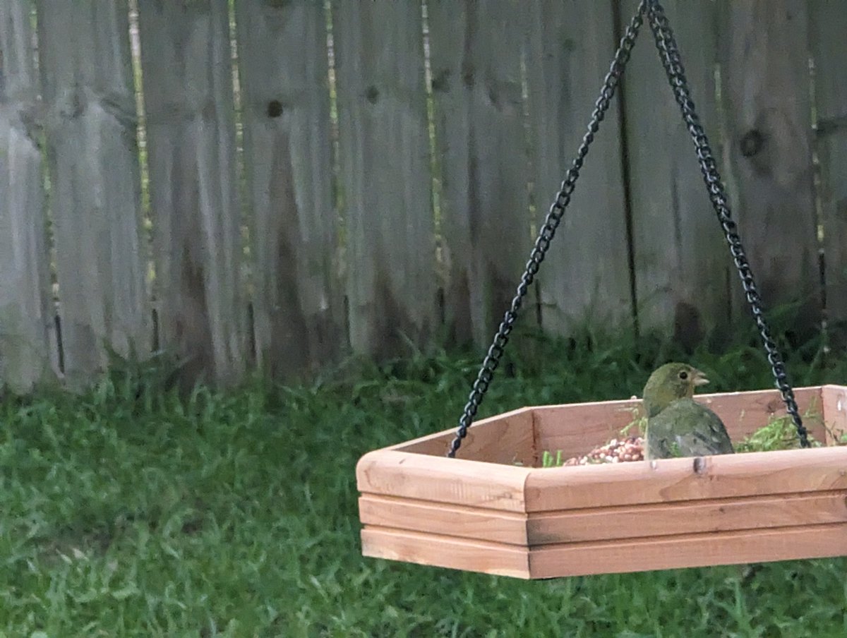 Wild_Flower01's tweet photo. @birdcrazed6 This female Painted Bunting visited my feeder yesterday afternoon!! https://t.co/UJaGYmfvhE