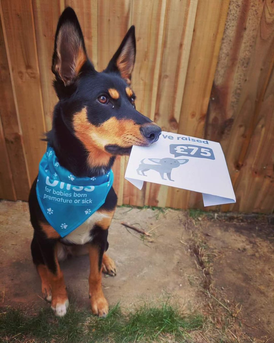 I IZ FUNDRAISIN! Mumzie and me already does 90 miles I badger her all days for my 3 walks. I has a reputation to protect as sheepdog! 

But yooz shud donate for the human babees and I will do special walks for any who has suggestions for reel gud walkies!

socialsync.app/fundraiser/cr-…