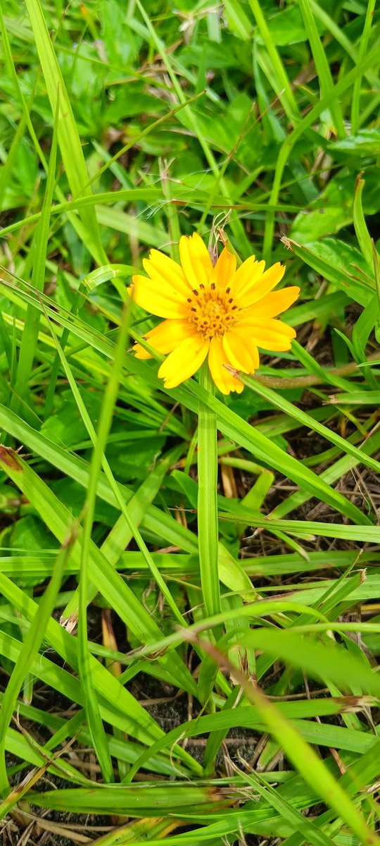 the snake slithers by
the dandelion stands tall
Which one would you choose?

#haiku