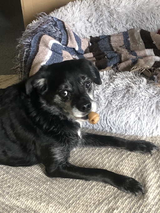 Bruizer8's tweet photo. Purina Prime Dog Chews &amp; Treats satisfy my dog’s taste for adventure!  Beau loves them!!  Treats from Grandma!   #ad #PrimeTreats #FurBuddies https://t.co/FLKvOljzyt https://t.co/CJsirSDeXD