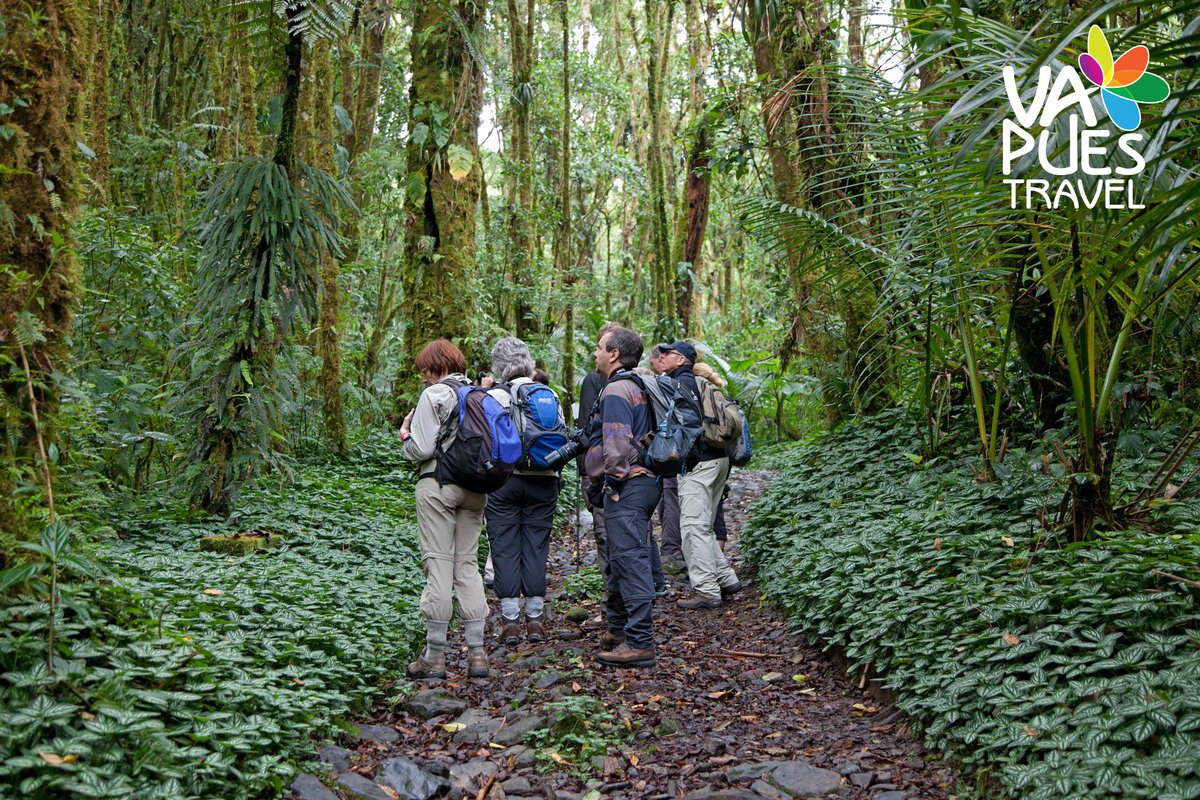 VapuesTravel's tweet photo. Enjoy a hiking experience on the Lost Waterfalls Trail in La Amistad National Park. The #trail runs parallel to Quebrada La Mina, a creek that crosses the ridges and valleys above Boquete, creating spectacular #waterfalls that flow into the Caldera River.
#Hiking #ExplorePanama https://t.co/N1zRKRFaNz