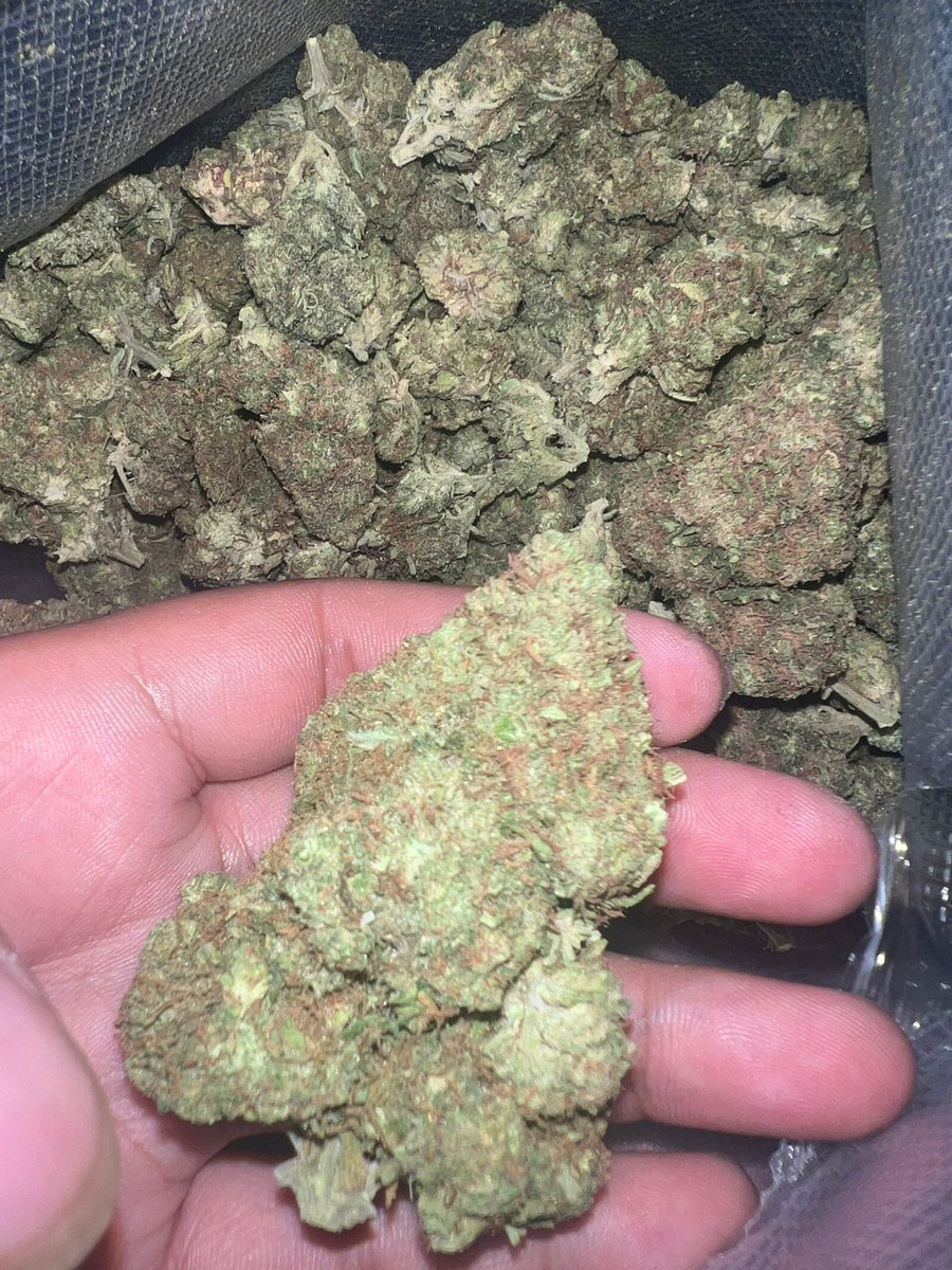 PueblaVape's tweet photo. Flores green house en promo 🤤🧐
#envios #nacionales #flores #extractos #champis #Psicodelicos
#mayo #menu https://t.co/NxZebW3mGS