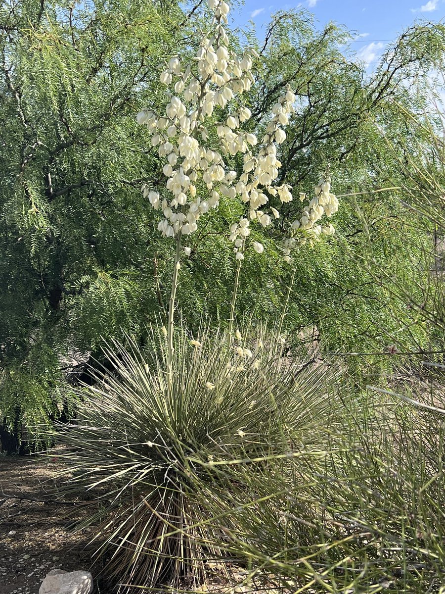 The year of the yucca. They are all in bloom and striking.  #NewMexico