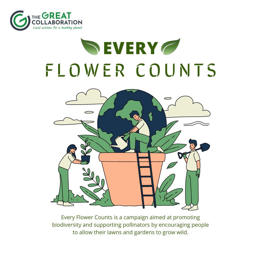 TheGreatCollab1's tweet photo. As No Mow May comes to an end, let's keep the spirit of wildflowers and biodiversity alive with the ‘Every Flower Counts’ campaign.

This initiative encourages us to embrace the beauty of wildflowers and support pollinators.

Visit https://t.co/KXYDpIY2A5 to learn more. https://t.co/8003oDDiNh
