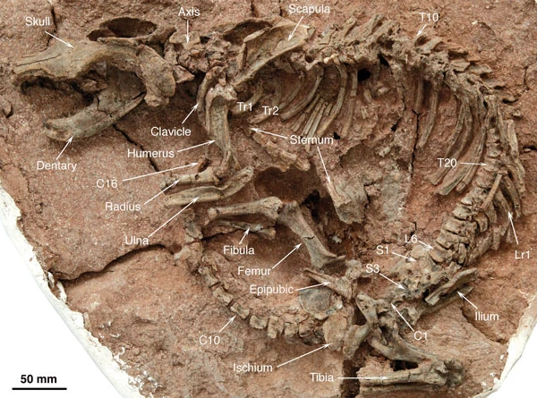FossilBonanza's tweet photo. Repenomamus giganticus is among the largest known Mesozoic mammals about the size of a badger. It's infamous for dinosaur remains in its stomach. Based on this and its jaw structure, it likely actively hunted prey.
#SupersizeWeek #paleontology
https://t.co/MDO1kRej51 https://t.co/kxtgtCekrc