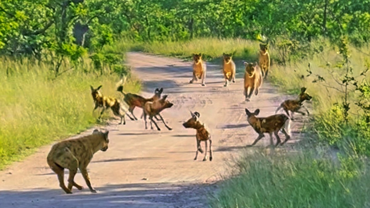 WATCH: Hyena Pushes Wild Dogs into Lions

A hyena edging on a pack of Wild Dogs doesn't realize where they were both heading towards. 
Little did they both know that a pride of lions was sitting in ambush right around the corner!

latestsightings.com/single-post/hy…