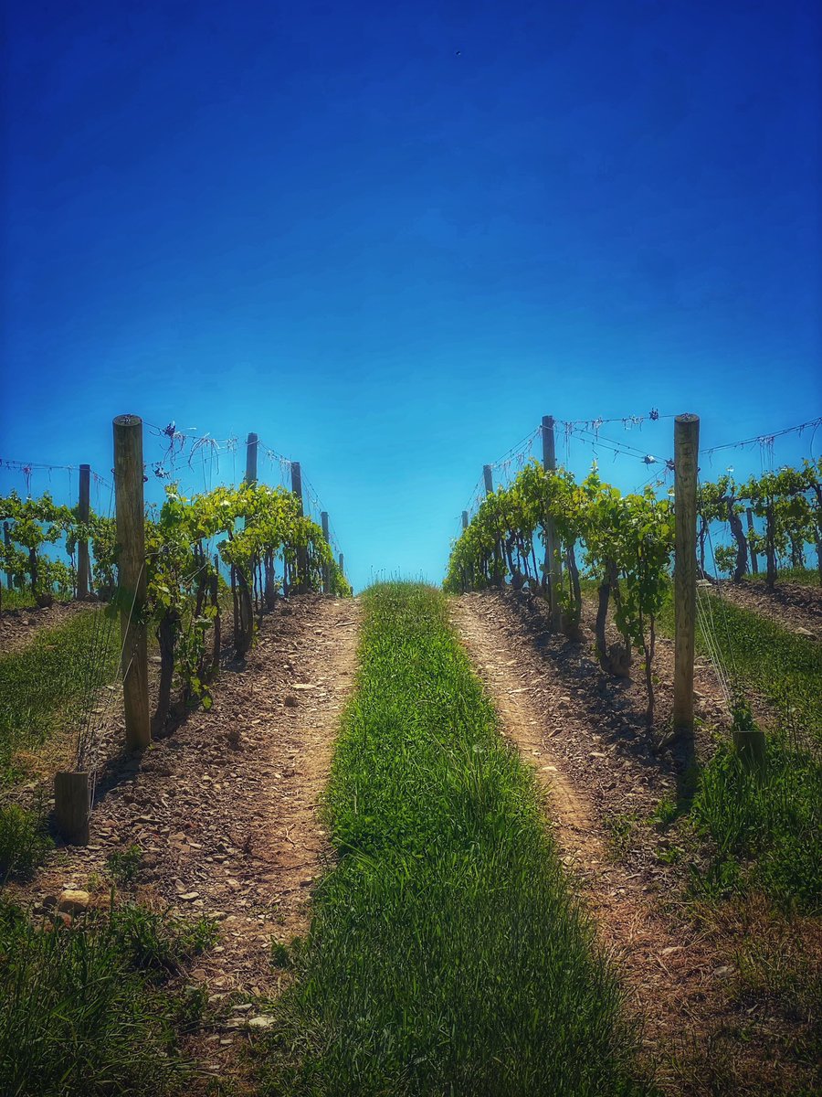 Late Morning #photographylovers Gonna be a warm one in the vineyard today 🥵 Hope everyone has a wonderful day! #beautifulday #FingerLakes #photography #photographycommunity #photographyfam #PhotographyIsArt #vineyard #vineyardphotography