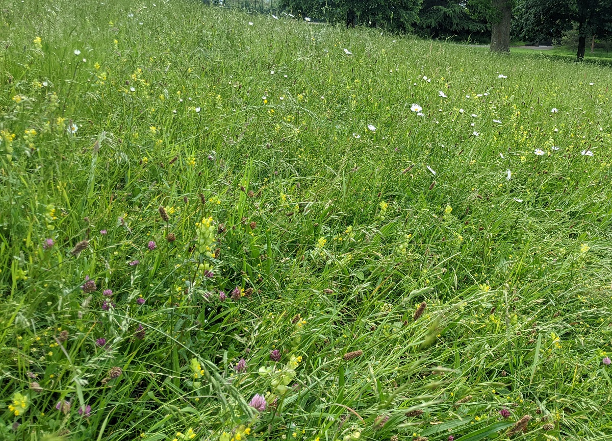 Lovely to see some Yellow Rattle and other wildflowers in the Alice Park space that was seeded last year.  Hope it doesn't get mown too soon!  <a href="/Bathscape/">Bathscape</a> <a href="/BathnesParks/">B&NES Parks & Events</a> <a href="/aliceparkcafe/">Alice Park Café</a> <a href="/AliceParkCG/">Alice Park Garden</a>