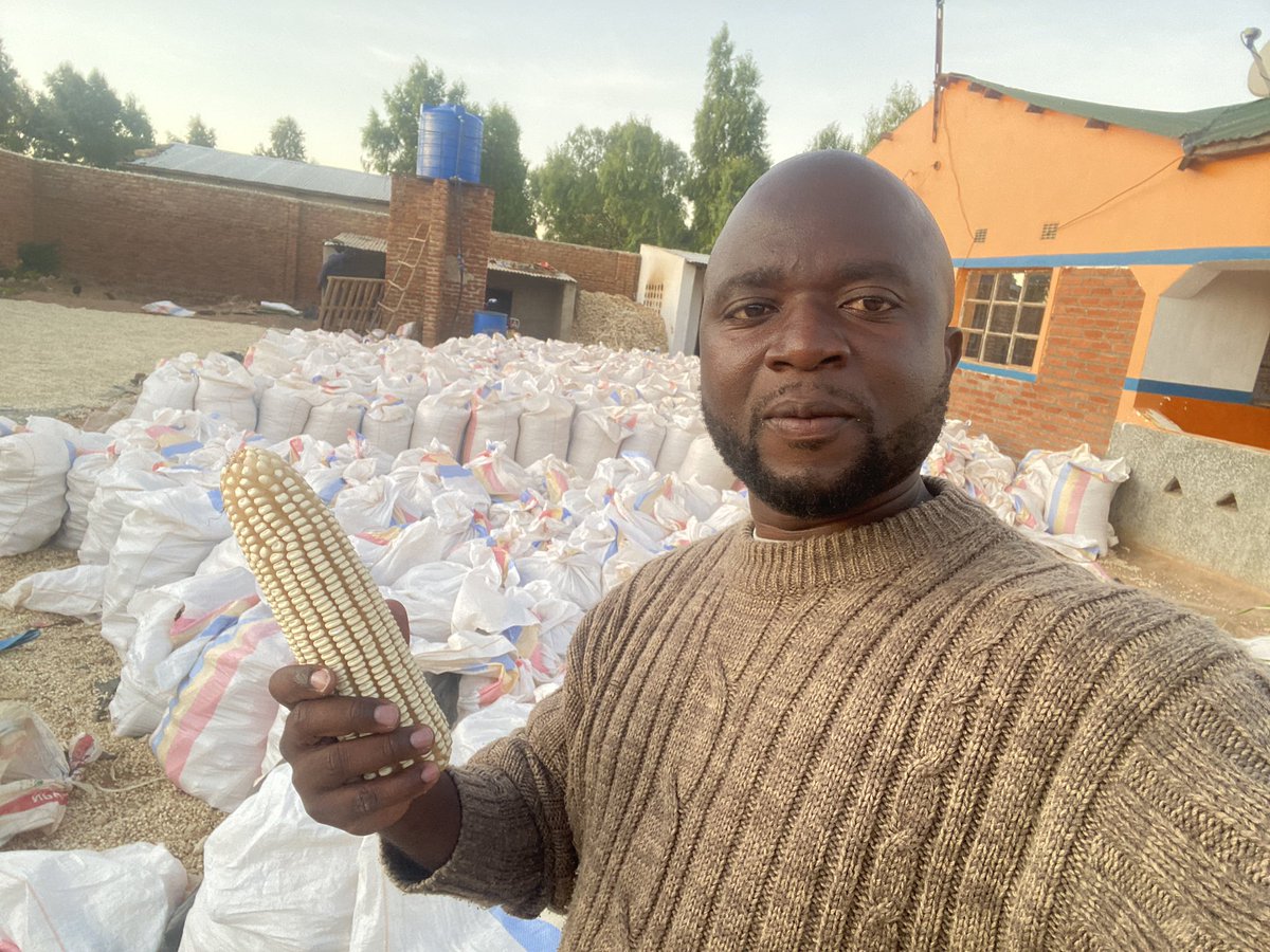 NjeremanSC537's tweet photo. One of my clients established #SC719 on 20 acre field.
9 acres harvested and shelling is in progress. 589 bags shelled representing 75%
11 acres not yet harvested.
Dear ladies, he’s happily married 🤣🤣🤣🤣🤣 https://t.co/CKD67G87X1