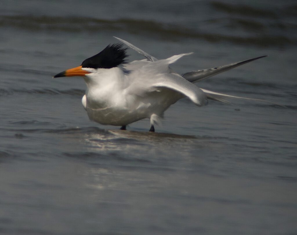 Birds Korea blog, April 2: Chinese Crested Tern 뿔제비갈매기 in Korea birdskoreablog.org/?p=27008