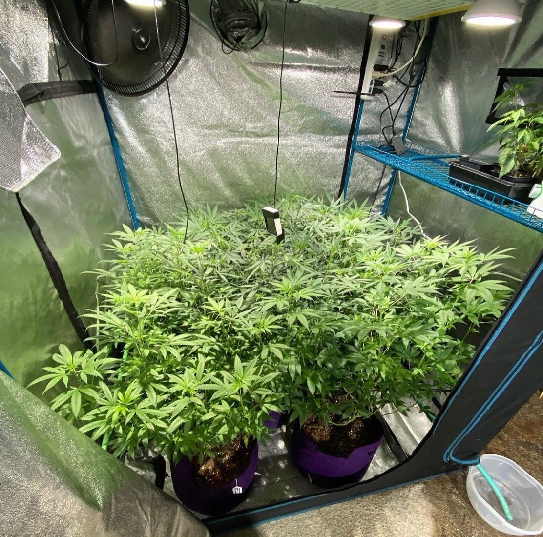 SmartPots's tweet photo. Grow bigger buds with @SmartPots! Air-Prune your roots and boost your yields. πͺ
Find them at your local garden center or online at https://t.co/EFp7EJKCYK
#smartpots #cannabis #grow #yields https://t.co/EyqVDRPzcg