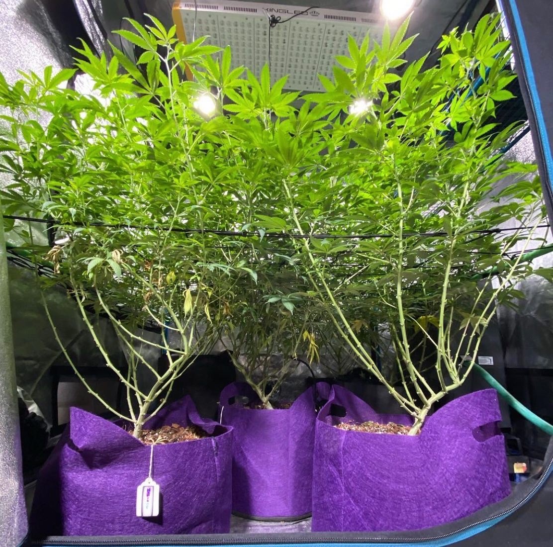 SmartPots's tweet photo. Grow bigger buds with @SmartPots! Air-Prune your roots and boost your yields. πͺ
Find them at your local garden center or online at https://t.co/EFp7EJKCYK
#smartpots #cannabis #grow #yields https://t.co/EyqVDRPzcg