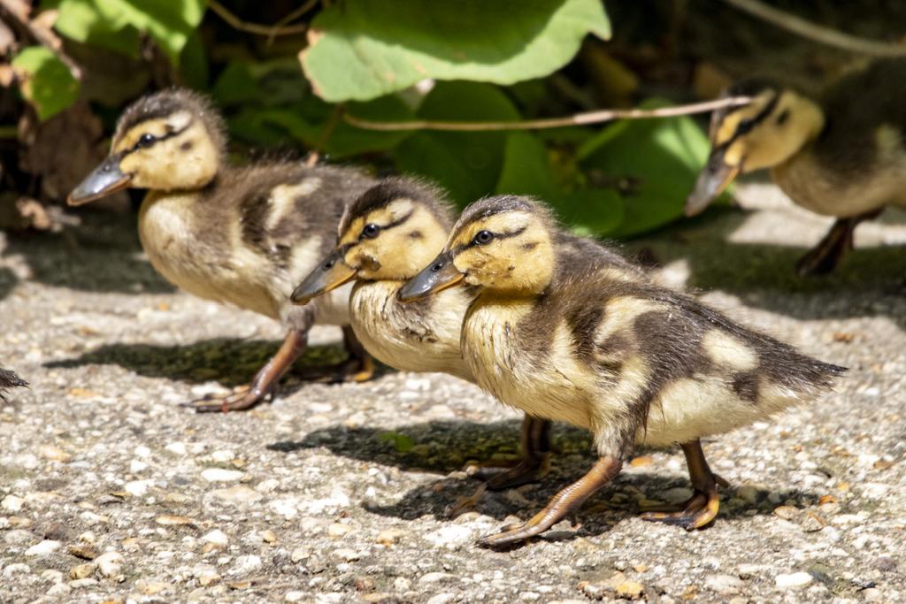 Ducklings! 🐣 (in #RockCreekPark)