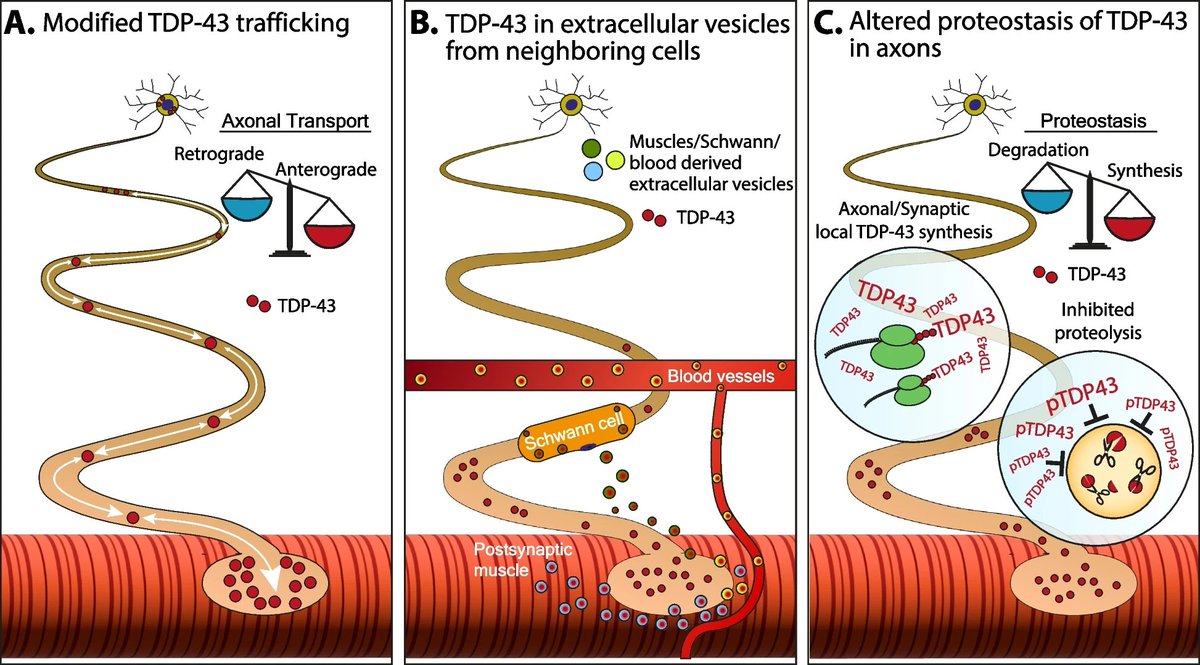 MolNeuro's tweet photo. New publication for our ALS Review Series Collection!
'Looking for answers far away from the soma—the (un)known #axonal functions of TDP-43, and their contribution to early NMJ disruption in #ALS'
@ArielIonescu @AltmanTopaz @LabPerlson @TAUMedFaculty
https://t.co/gwr1ZTkEqR https://t.co/8mqsr54mRg