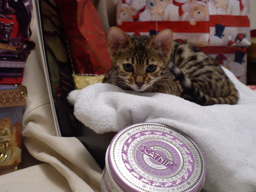 CatPhotoBot's tweet image. 