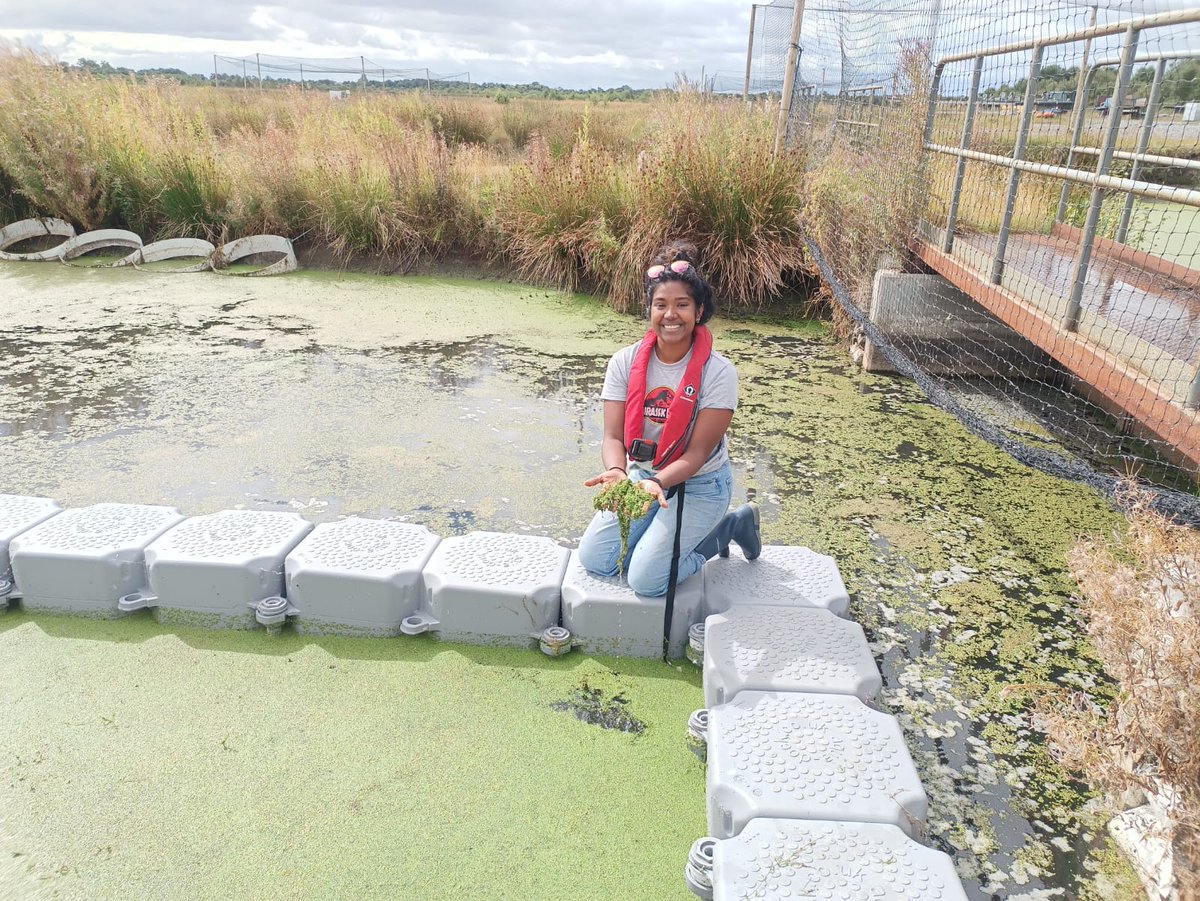 'An unorthadox way towards #duckweed preservation: #Ensilage' check it out in #Cork as part of 'Duckweed Research and Applications for the #CircularBioeconomy in #Ireland' 
@uccBEES @BrainwavesEU @eriucc June 9th 2023
@BantryMarineRS @AgrefineI #phdlife #silage