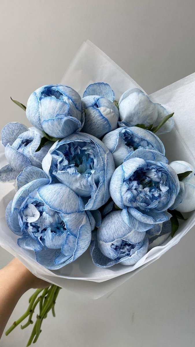 peonies 💙