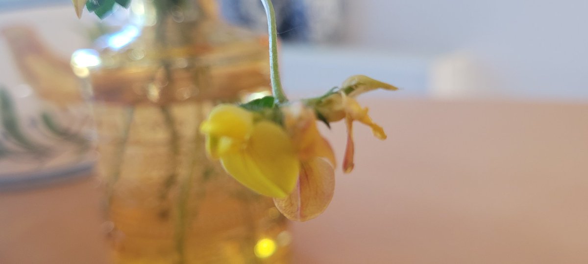 HappyNesselande's tweet photo. Brede raket, smal streepzaad, Jakobs kruiskruid, grote ratelaar, veldlathyrus, boterbloem. #geel #yellow https://t.co/hSsS9SsXEq