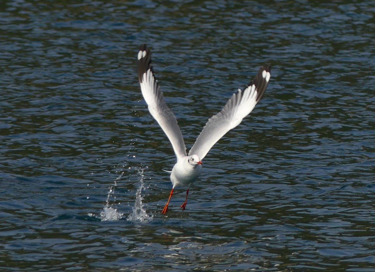 April 21, Birds Korea blog: "First Record of Brown-headed Gull (갈색머리갈매기) in the Republic of Korea", by finder Leslie Hurteau at: birdskoreablog.org/?p=27101
and
"Deokjeok Island, April 16", by Subhojit Chakladar at:
birdskoreablog.org/?p=27187