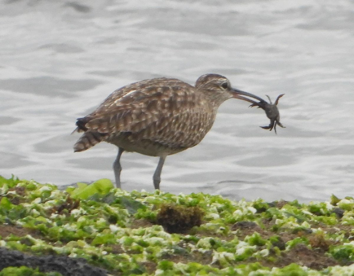 Birds Korea blog: "Jejudo, Jeju city to Hado-Ri, May 3rd", by Prof. Dr. Seliger at: birdskoreablog.org/?p=27200